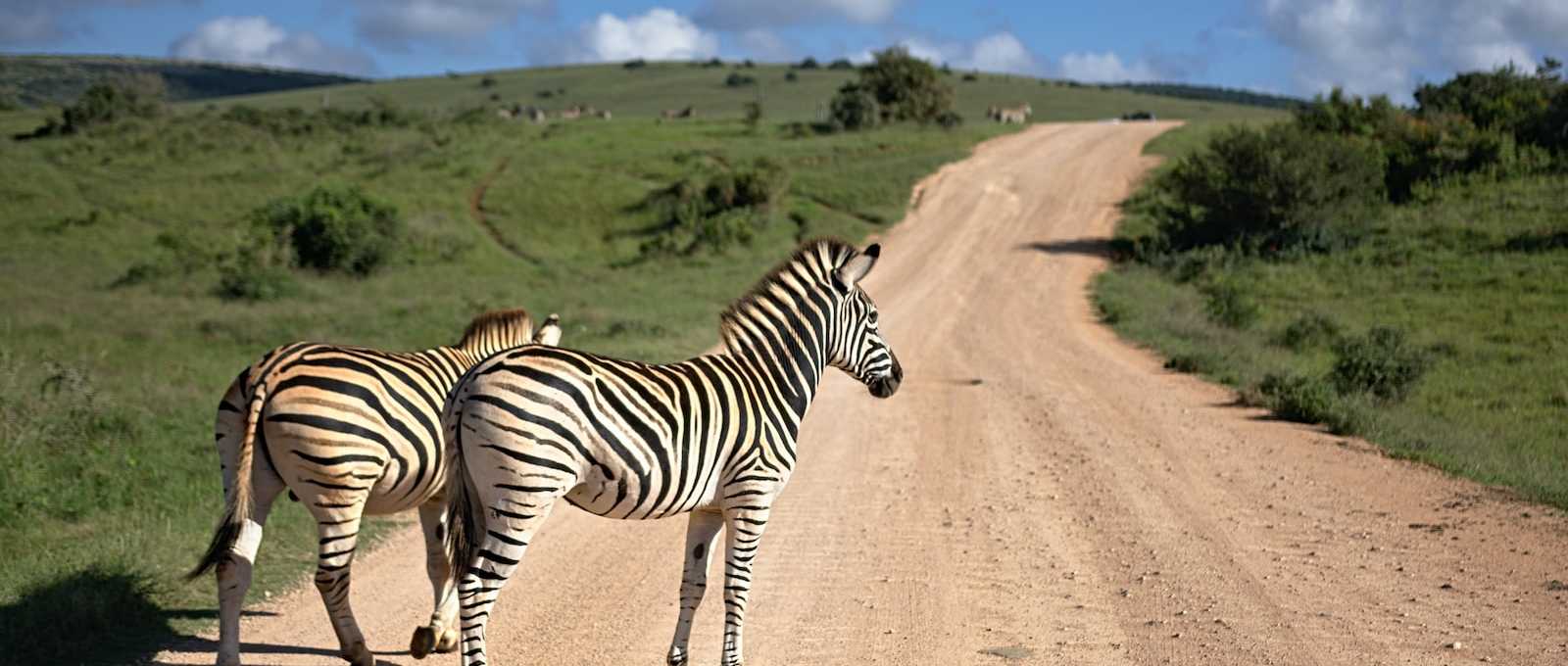 WRC Safari Rally preview