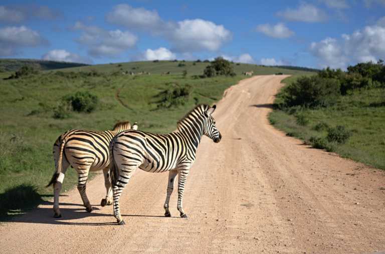 WRC Safari Rally preview